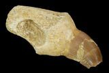 Fossil Rooted Mosasaur (Halisaurus) Tooth - Morocco #117018-1